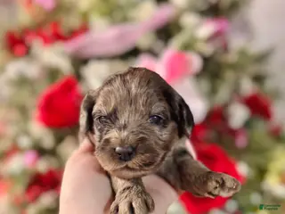 Cockapoo dogs Cockapoo Puppy 6 - Ad 13