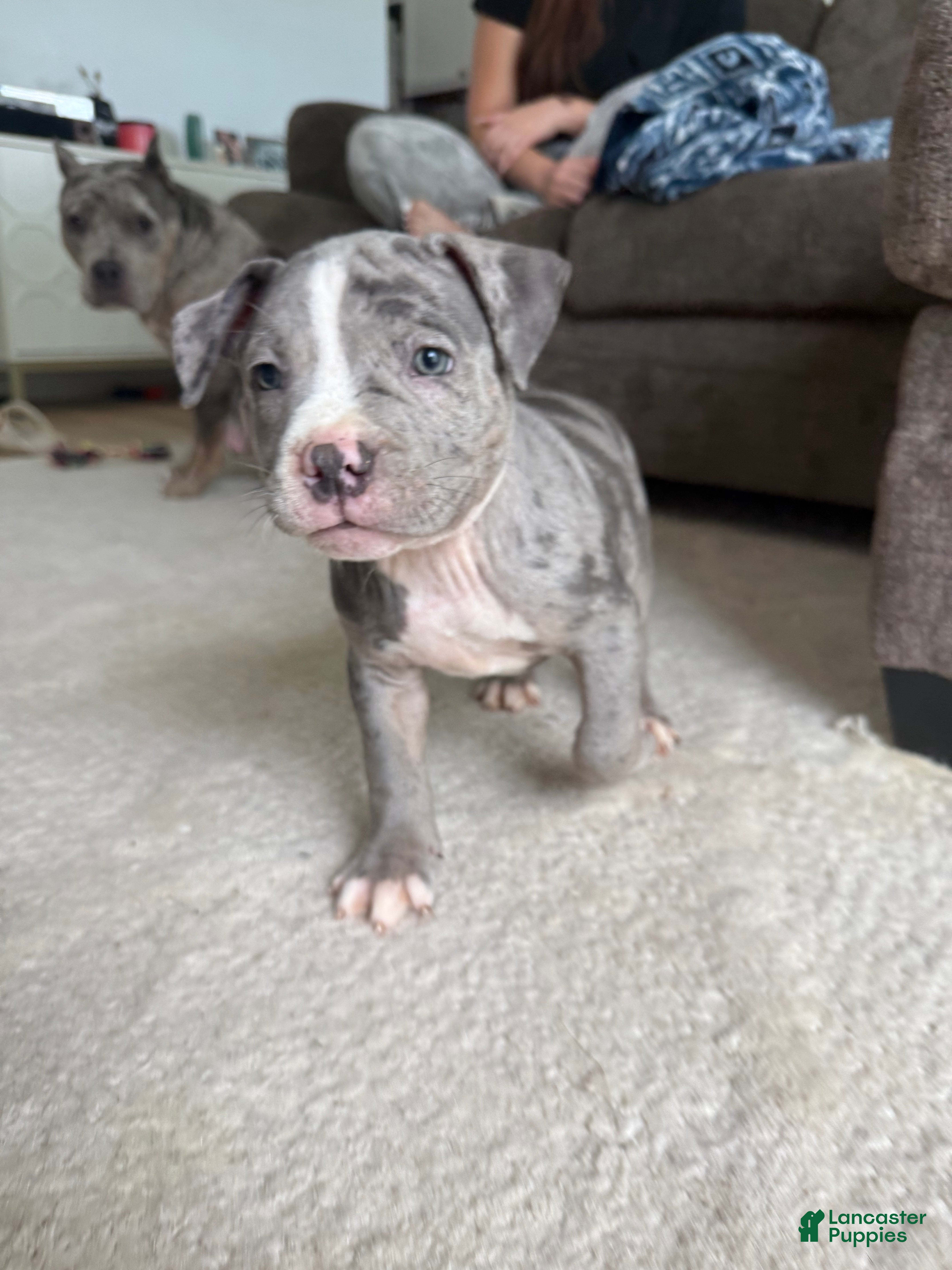 American Bully dogs Axel - XL American Bully Puppy  - Ad 42