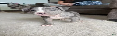 Axel - XL American Bully Puppy 