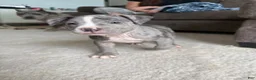 American Bully dogs for sale: Axel - XL American Bully Puppy  - Ad 1