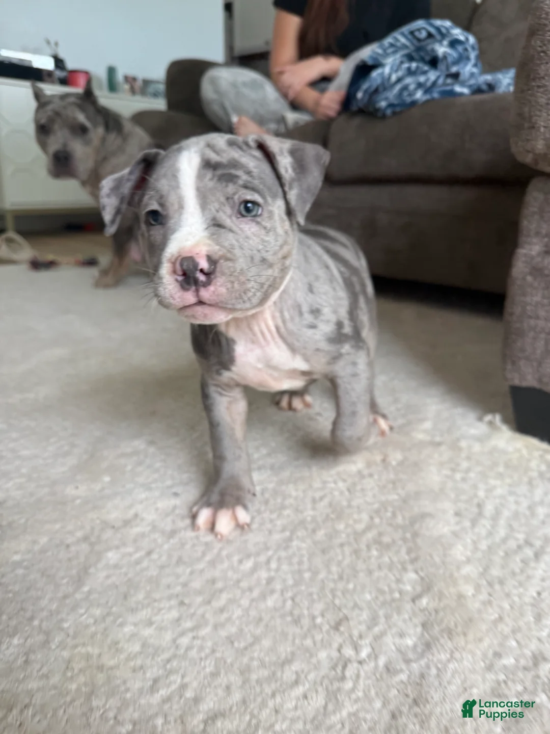 American Bully dogs for sale: Axel - XL American Bully Puppy  - Ad 1