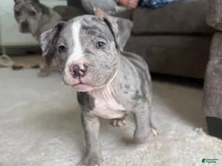 American Bully dogs Axel - XL American Bully Puppy - Ad 42