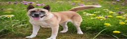 Akita dogs for sale: KJ - Ad 3