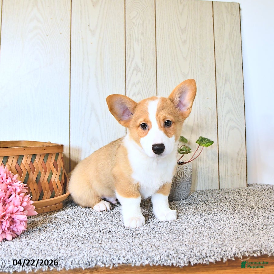 Welsh Corgi Pembroke dogs Buddy - Ad 1