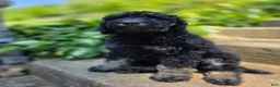 Standard Poodle dogs for sale: Francesca - Ad 3