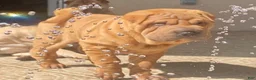 Shar Pei dogs for sale: Sweet Fluffy Girl - Ad 4