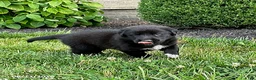 Mixed Breed dogs for sale: Kai - Ad 3