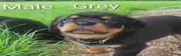 Rottweiler dogs for sale: Rottweiler- Male Grey - Ad 5