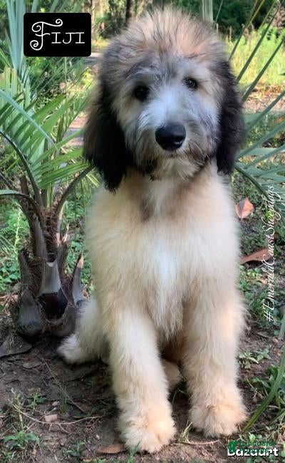 Sheepadoodle dogs Fiji - Ad 1
