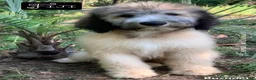 Sheepadoodle dogs for sale: Fiji - Ad 1
