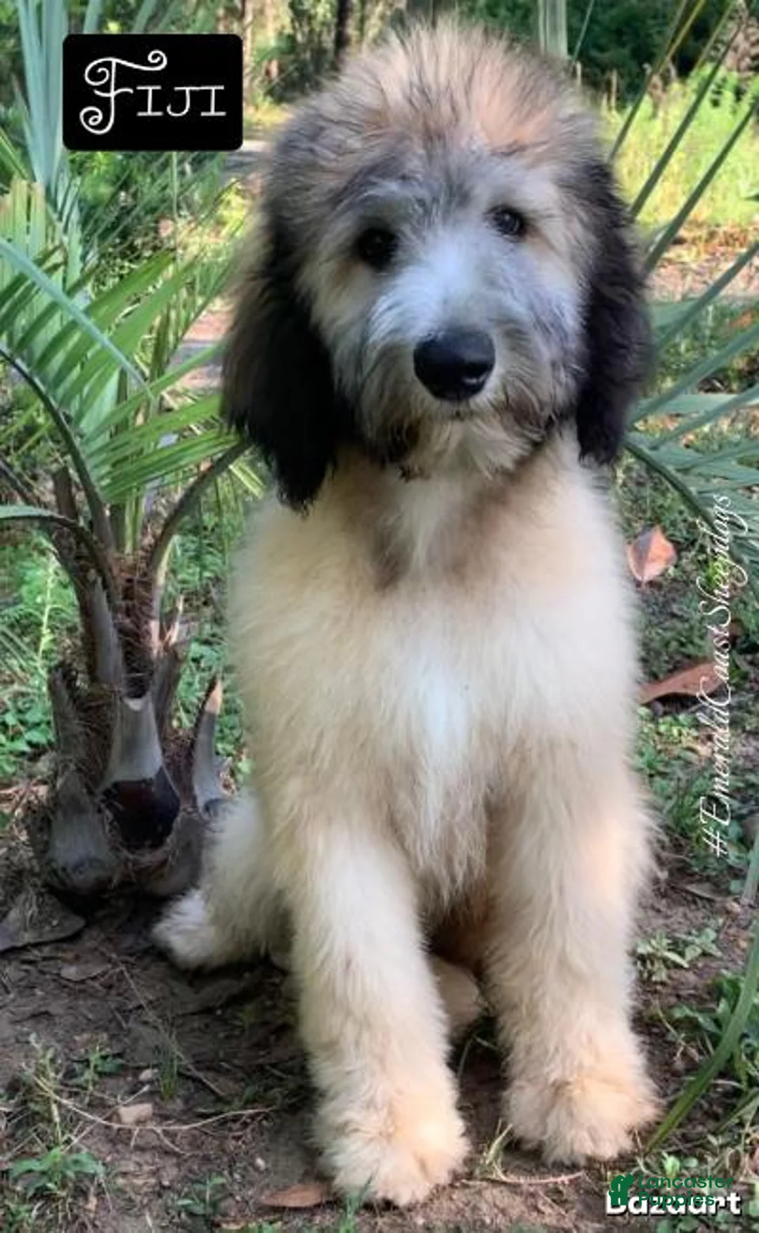 Sheepadoodle dogs for sale: Fiji - Ad 1