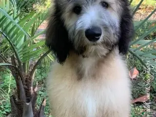 Sheepadoodle dogs for sale: Fiji - Ad 1