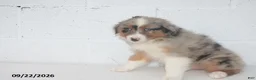 Australian Shepherd dogs for sale: Barbie - Ad 4
