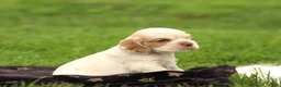 Cocker Spaniel dogs for sale: Sequoia - Ad 3