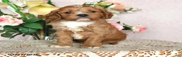 Cavapoo dogs for sale: Ivan - Ad 3