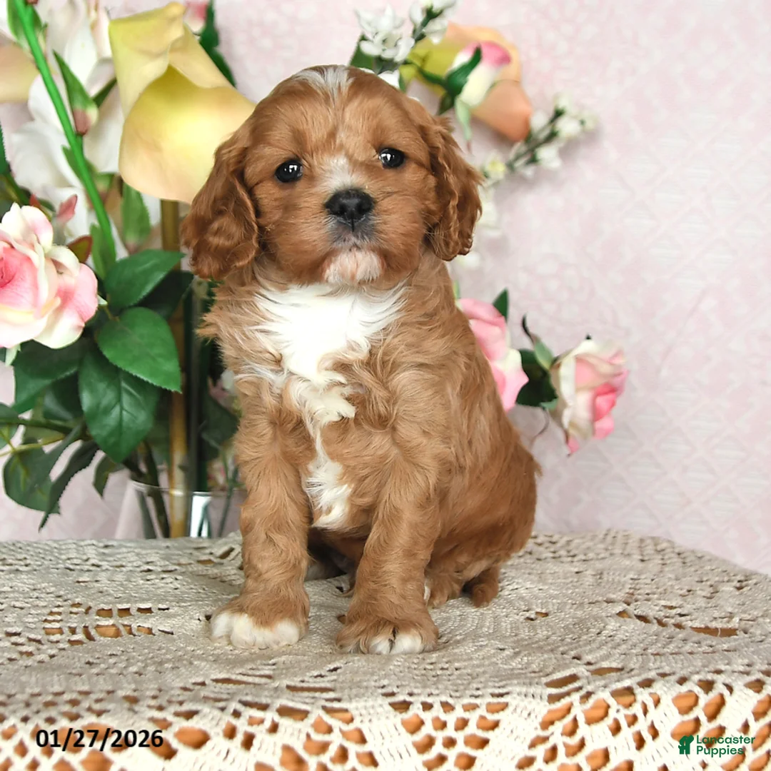 Cavapoo dogs for sale: Ivan - Ad 3