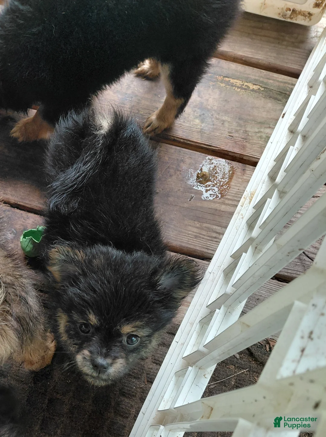 Mixed Breed dogs for sale: Dolley Madison - Ad 2