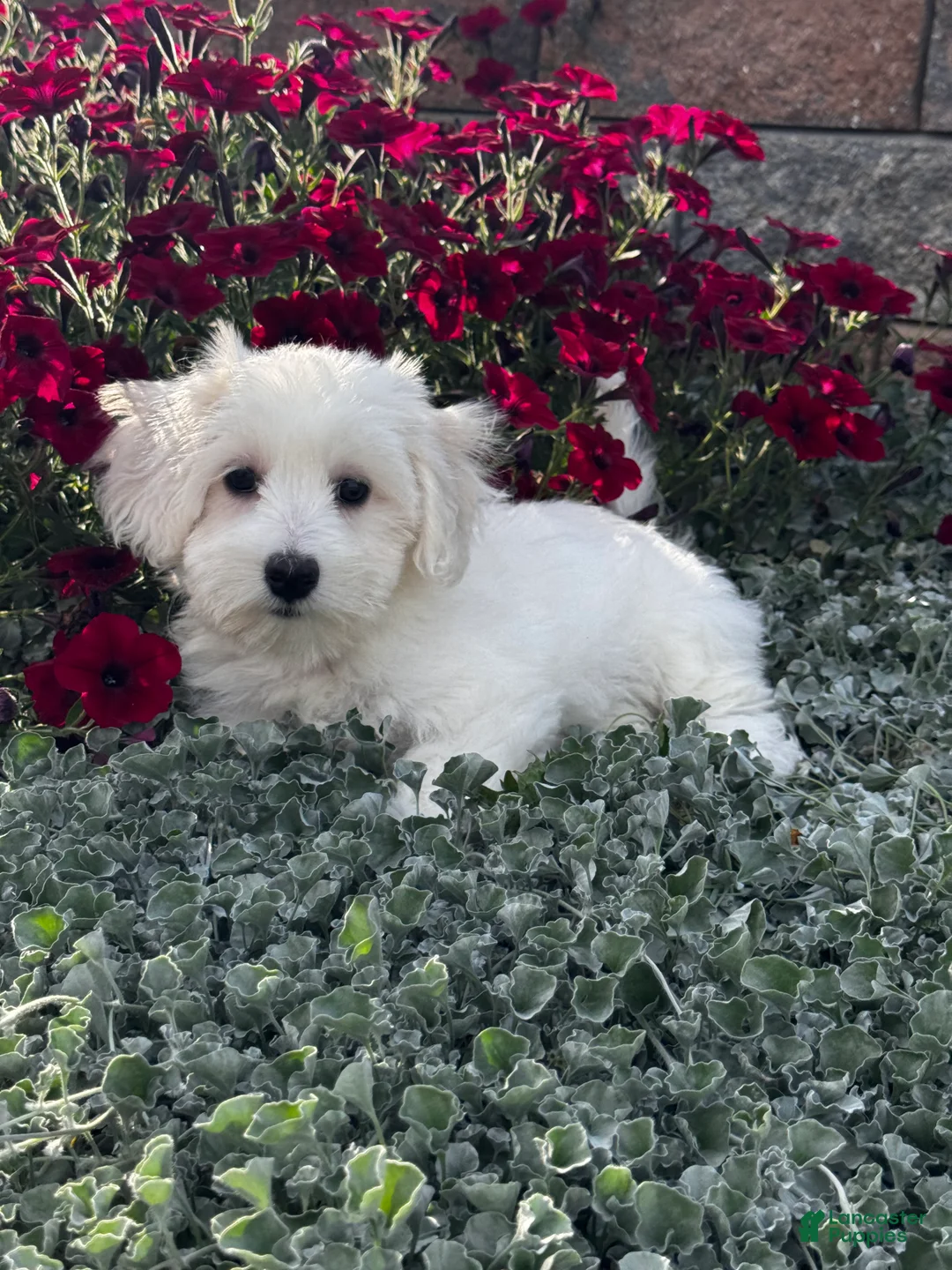 Coton De Tulear dogs for sale: Coco - Ad 7