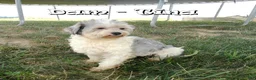 Havapoo dogs for sale: Rachel - Ad 10