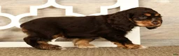 Cocker Spaniel dogs for sale: Lucy - Ad 4