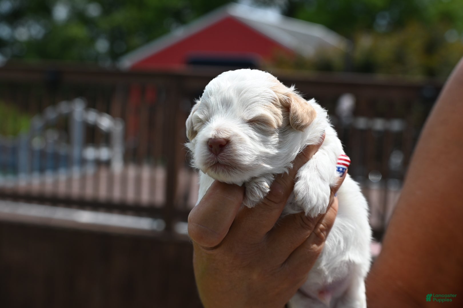 Havapoo dogs Calvin - Ad 1