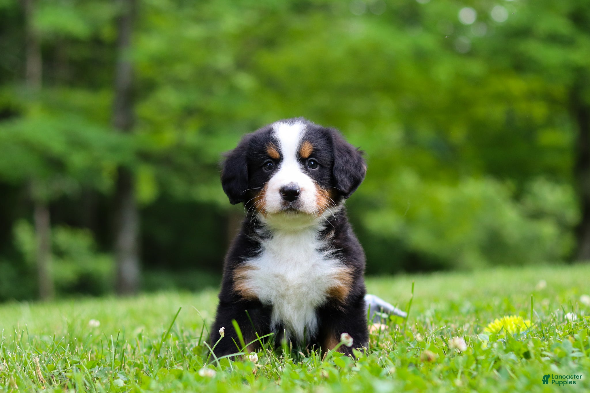 Bernese Mountain Dog dogs Amber - Ad 1