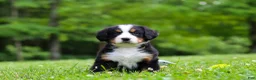 Bernese Mountain Dog dogs for sale: Amber - Ad 1