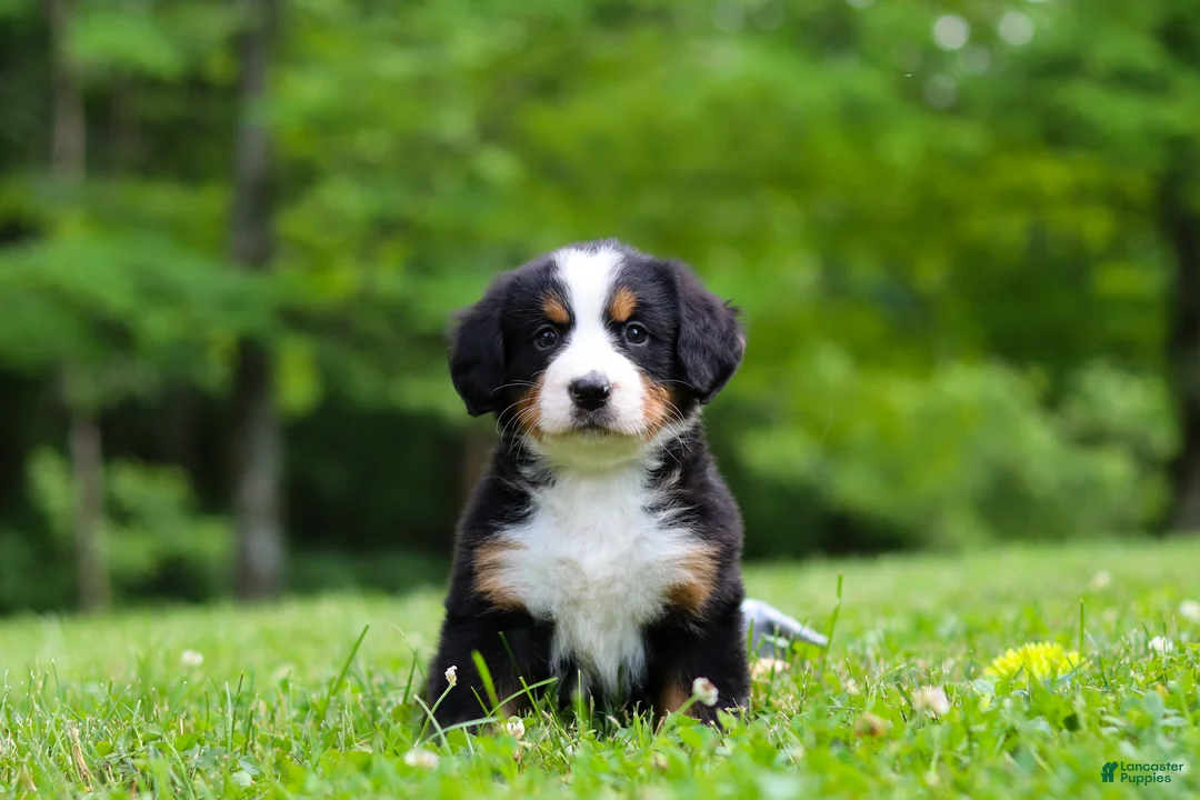 Bernese Mountain Dog dogs for sale: Amber - Ad 1