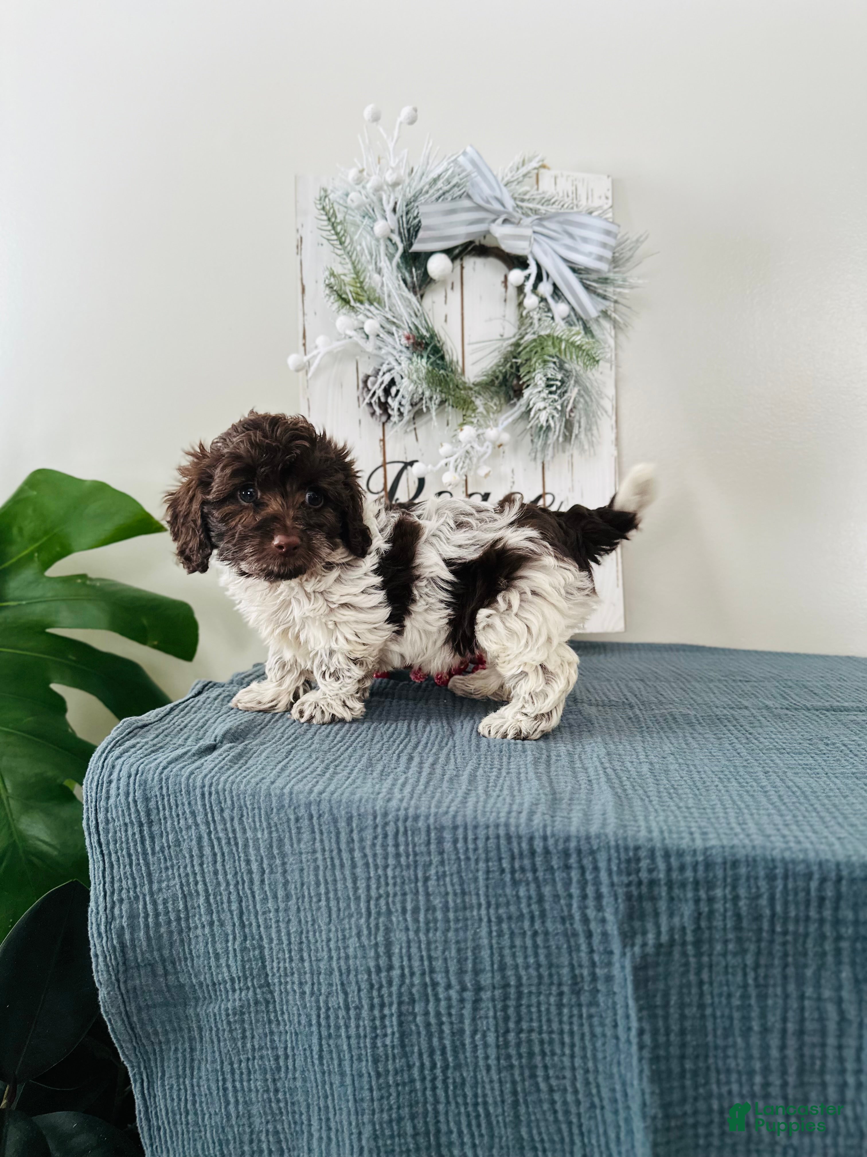 Mixed Breed dogs Ivy - Ad 5