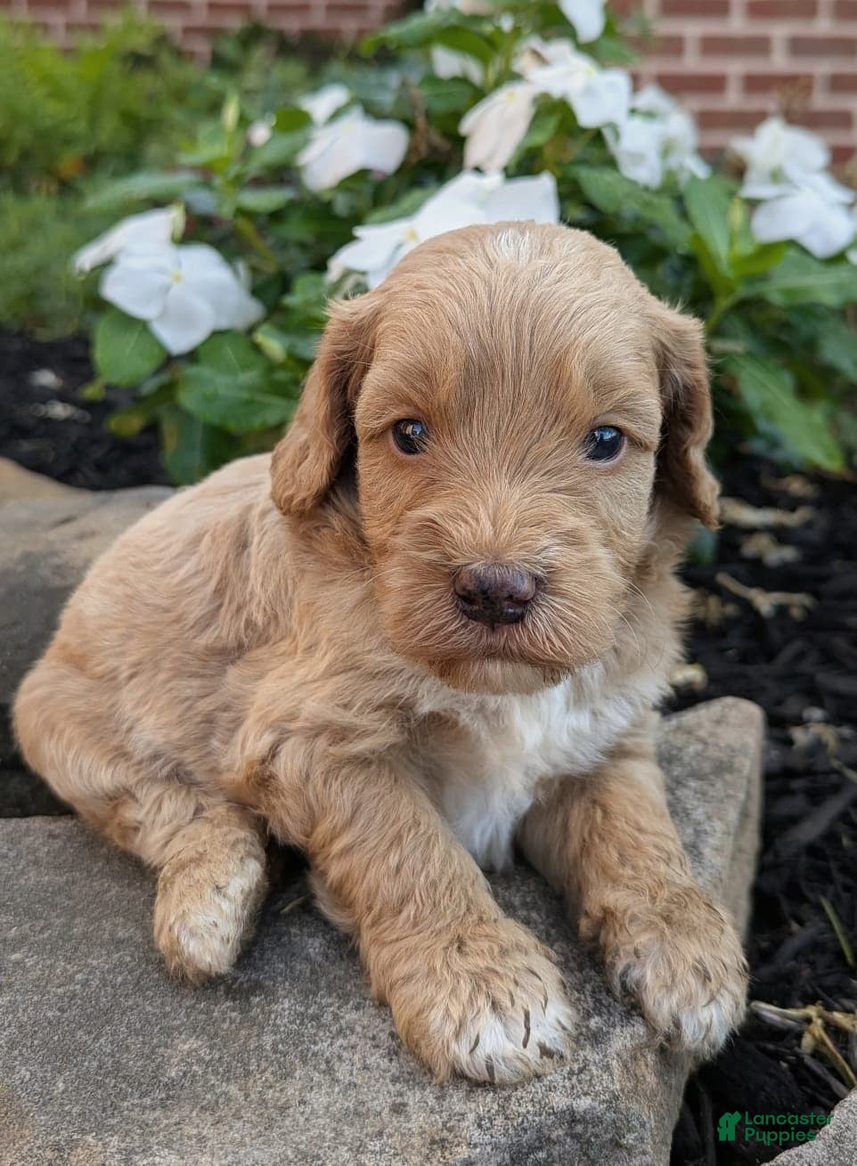 Mini Goldendoodle dogs Percy F1B - Ad 2