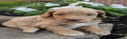 Mini Goldendoodle dogs for sale: Percy F1B - Ad 2