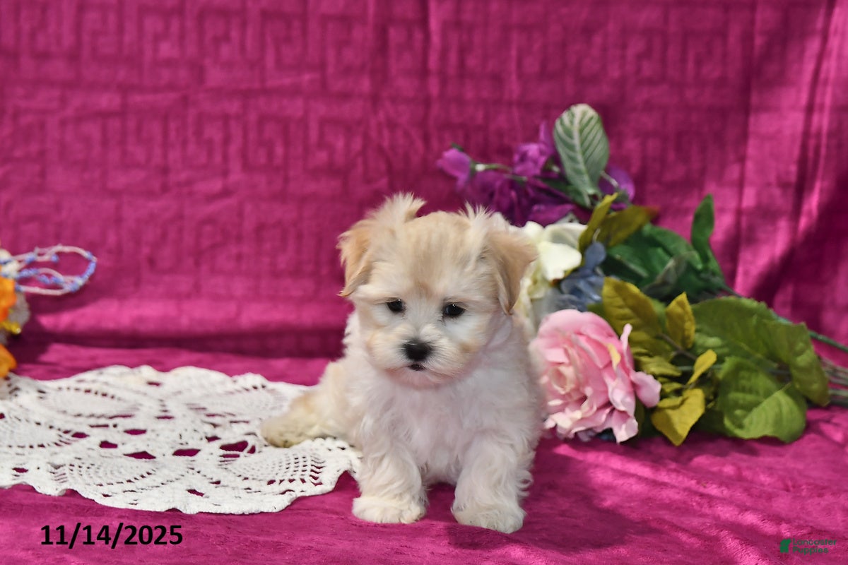 Maltipoo dogs Lily - Ad 38