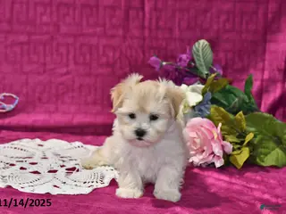 Maltipoo dogs Lily - Ad 32