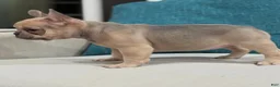 French Bulldog dogs for sale: French Bulldog 5 - Ad 2