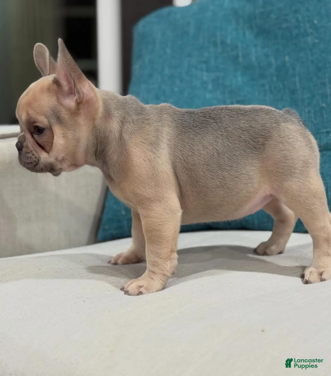 French Bulldog dogs for sale: French Bulldog 5 - Ad 2