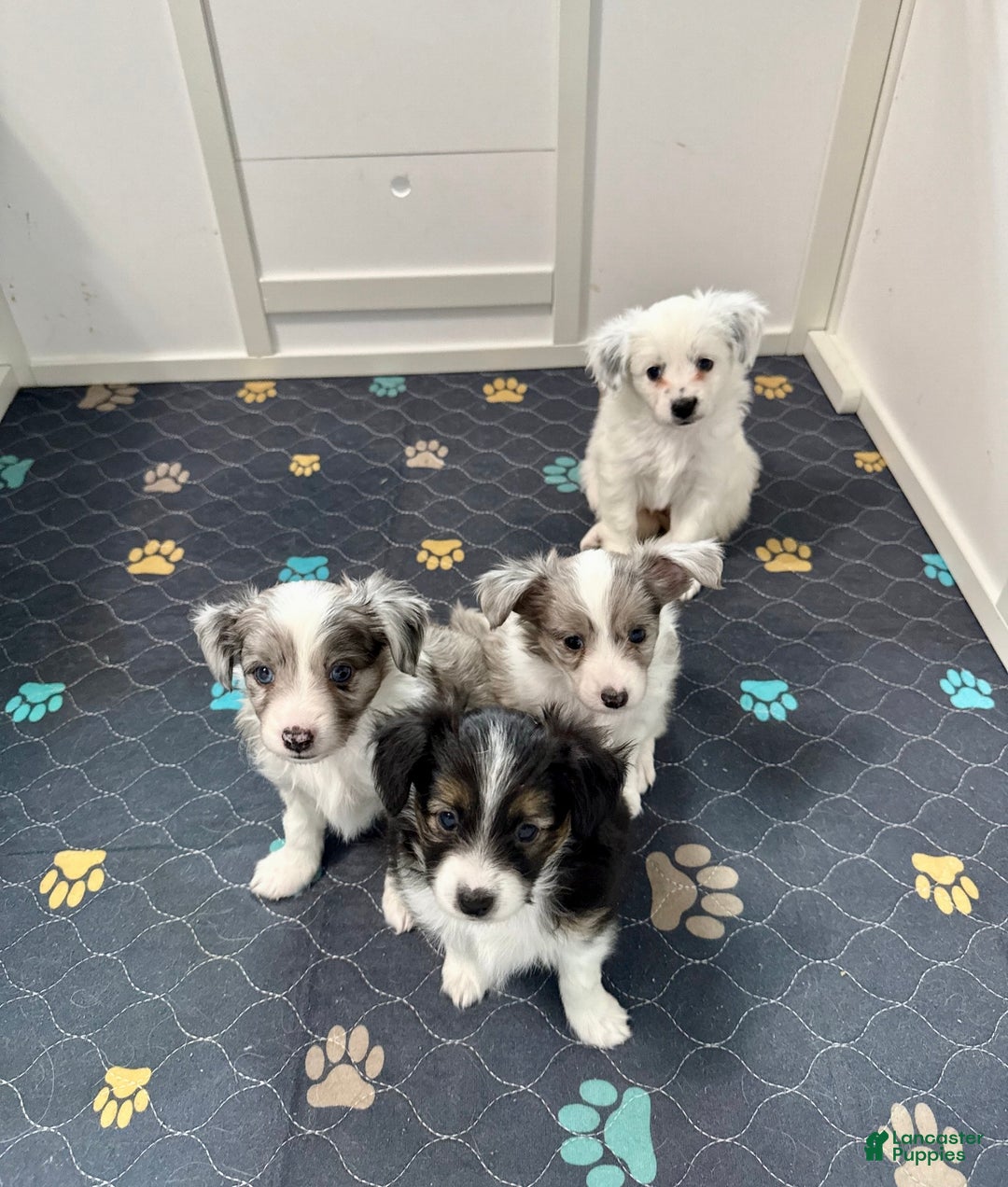 Mixed Breed dogs for sale: Slate - Ad 10