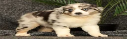 Miniature Australian Shepherd dogs for sale: Max - Ad 2
