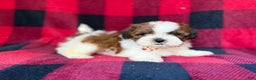 Shihpoo dogs for sale: Cypress - Ad 8