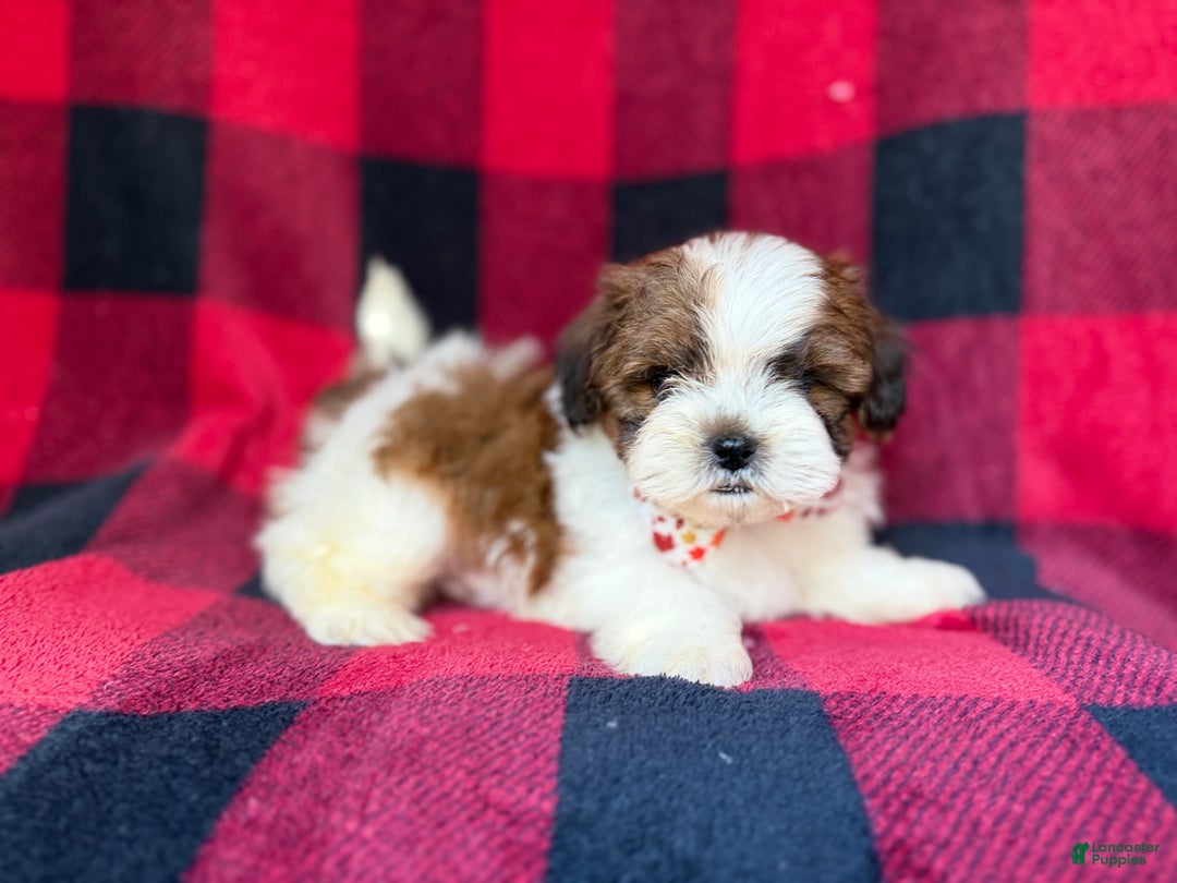 Shihpoo dogs for sale: Cypress - Ad 8