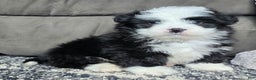 Mini Bernedoodle dogs for sale: Mini Boots - Ad 1