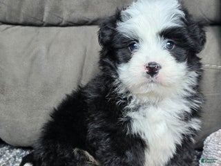 Mini Bernedoodle dogs Mini Boots - Ad 6