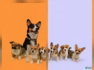 Mixed Breed dogs Rocky Balboa - Ad 23