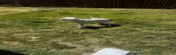 Great Pyrenees dogs for sale: Great Pyrenees 1 - Ad 4