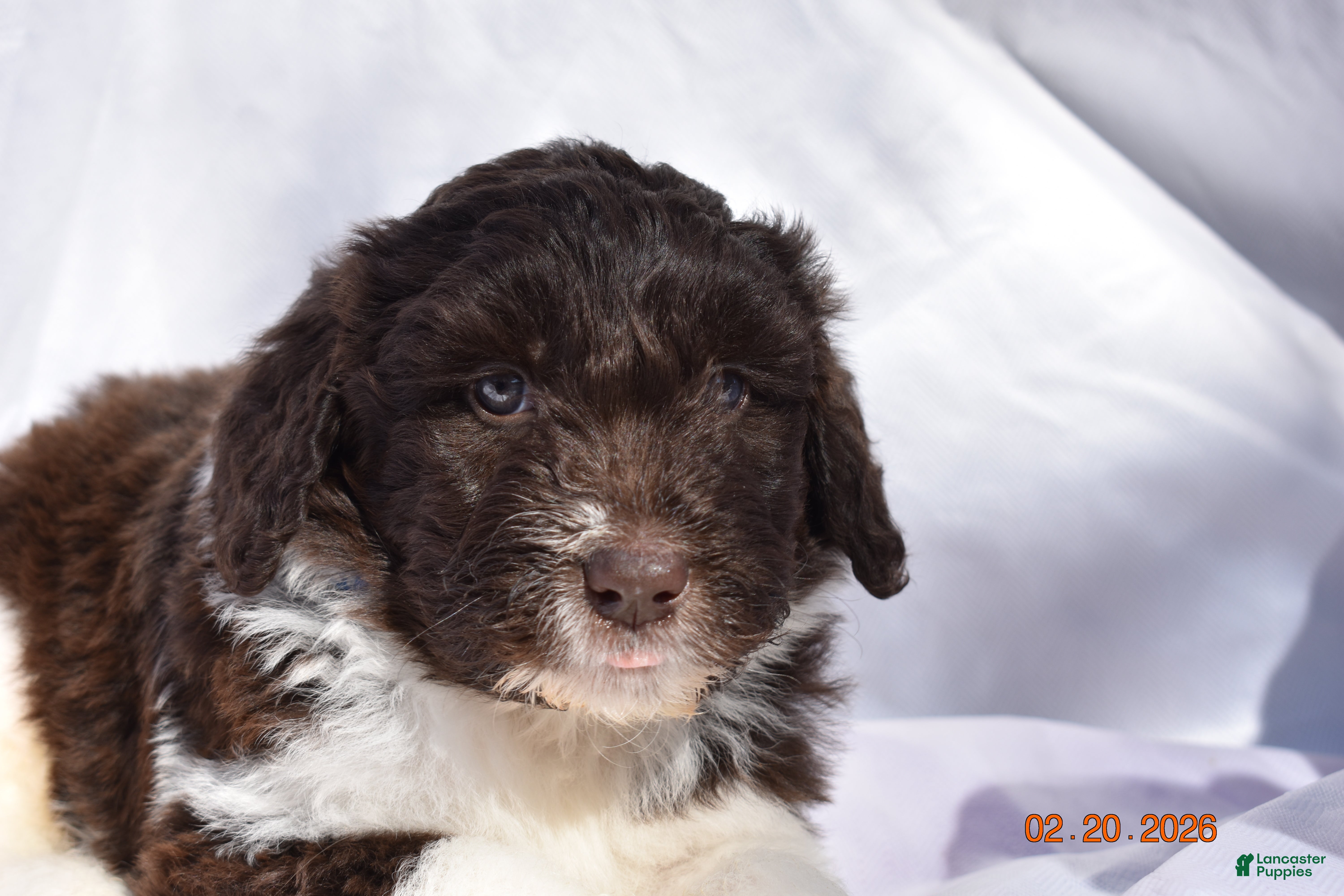 Newfypoo dogs Dark Blue - Ad 1