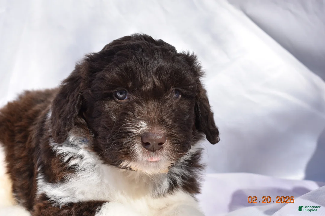 Newfypoo dogs for sale: Dark Blue - Ad 1