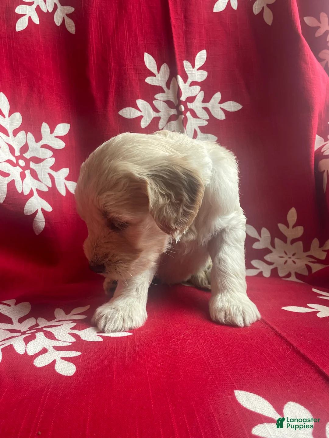 Goldendoodle dogs for sale: Goldendoodle Puppy 1 - Ad 17