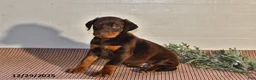 Doberman Pinscher dogs for sale: Daisy - Ad 8