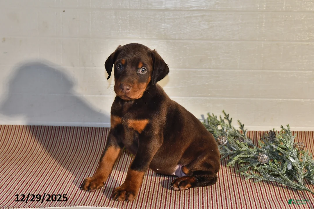 Doberman Pinscher dogs for sale: Daisy - Ad 8