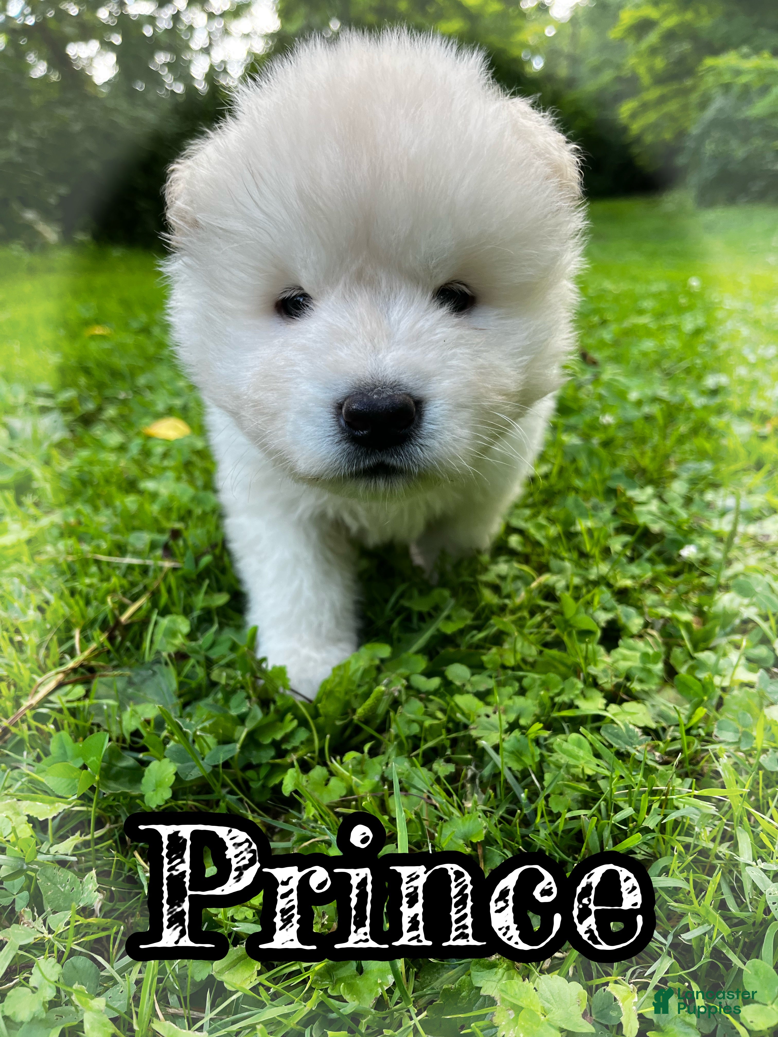 Akita dogs Prince - Ad 2