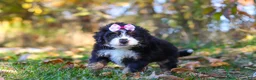 Mini Bernedoodle dogs for sale: Olivia - Ad 5